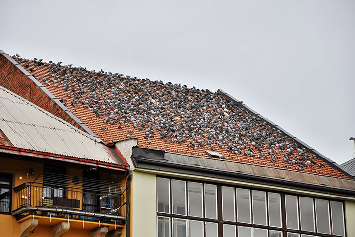 A2B Pest Control are able to install spikes to deter birds from roofs in Blackburn. 