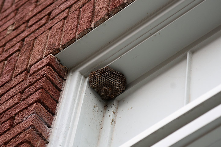 We provide a wasp nest removal service for domestic and commercial properties in Blackburn.